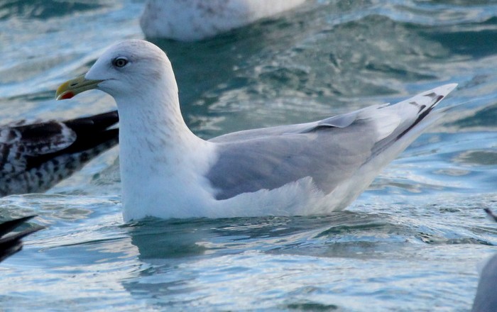 Kumlien's Gull