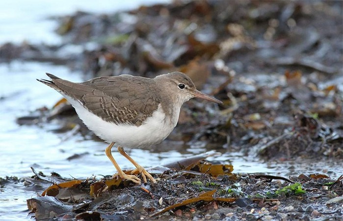 Spotted Sandpiper