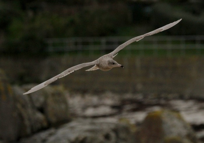 Glaucous Gull