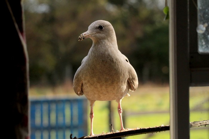 Glaucous Gull