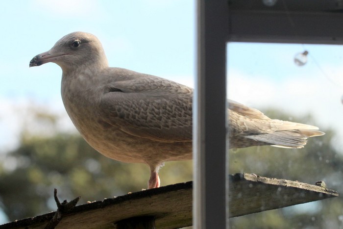 Glaucous Gull