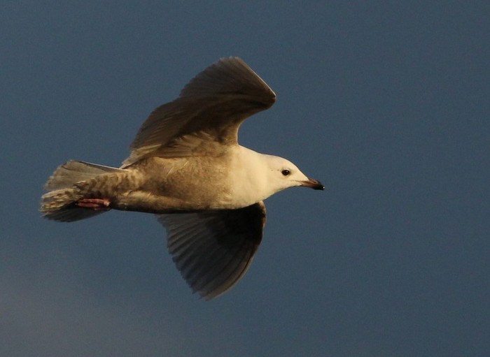 Iceland Gull