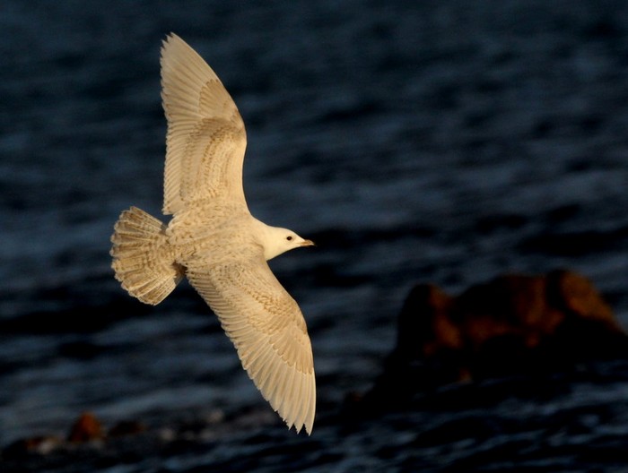Iceland Gull