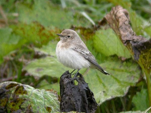 Pied Wheatear