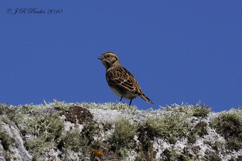Lapland Bunting