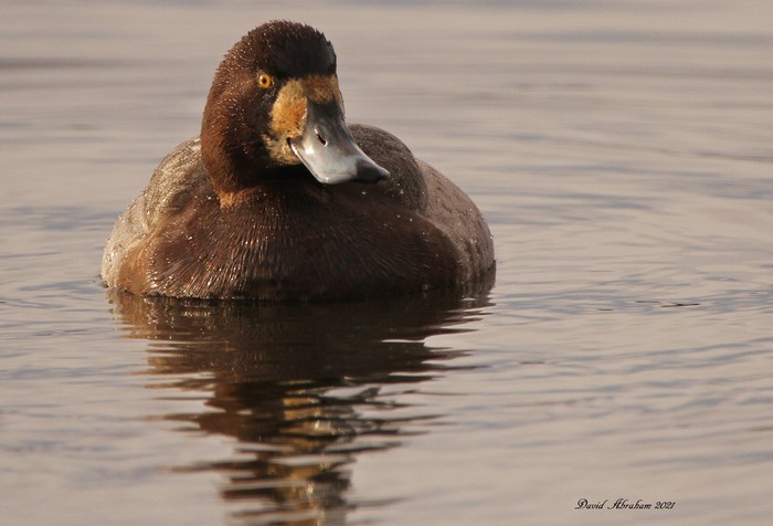 Scaup 