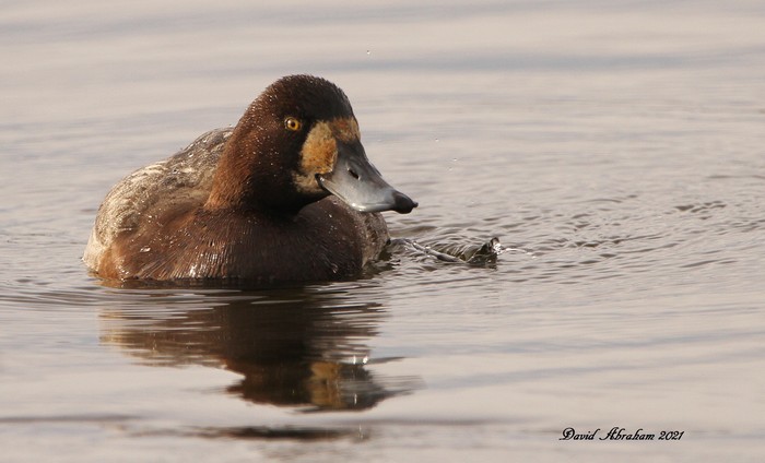 Scaup