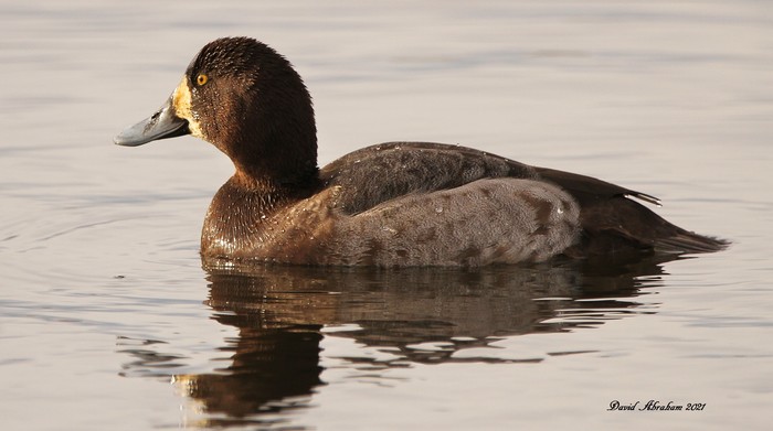 Scaup