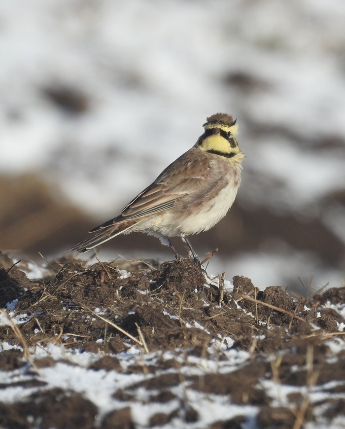 Shorelark