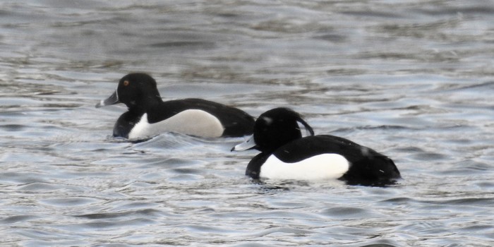 Ring-necked Duck