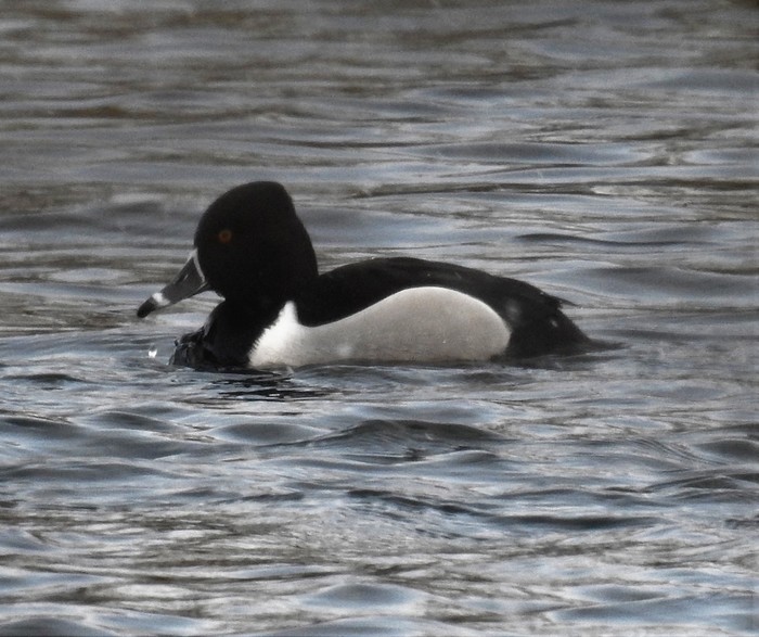 Ring-necked Duck