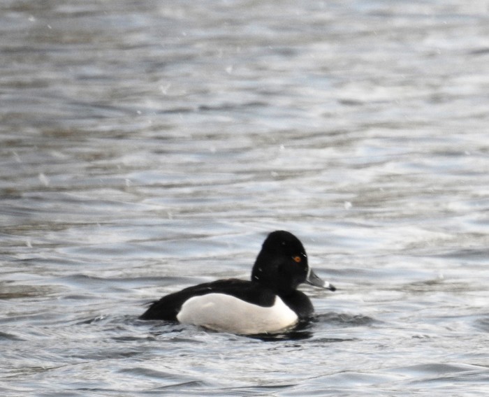 Ring-necked Duck