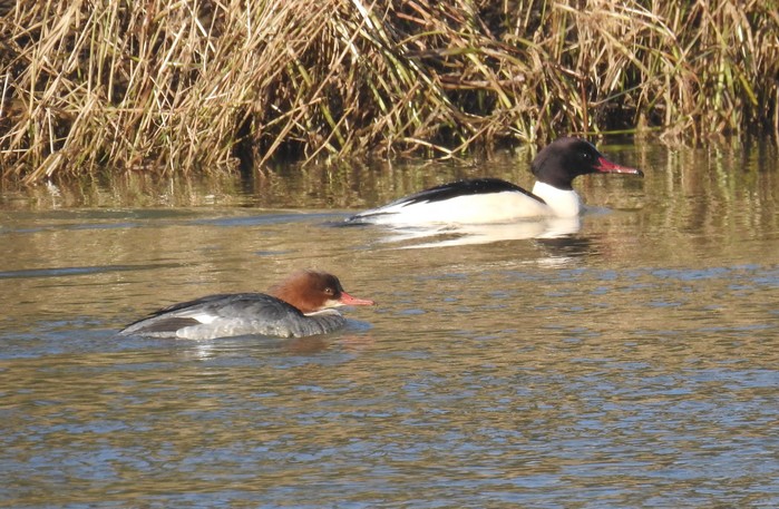 Goosander
