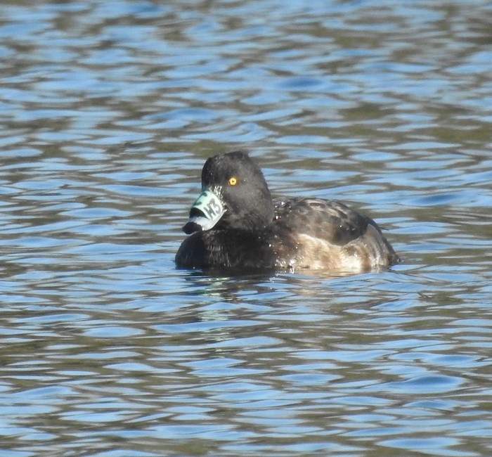 Tufted Duck