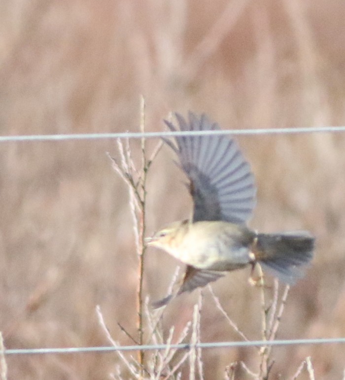 Dusky Warbler