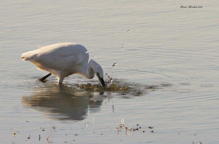 Little Egret 