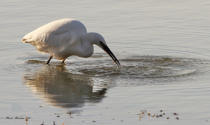 Little Egret 