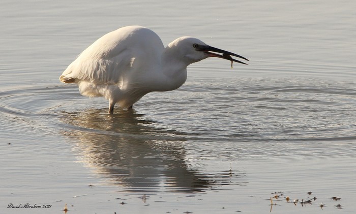 Little Egret 