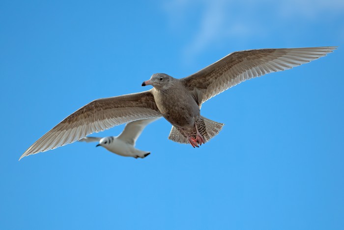 Glaucous Gull