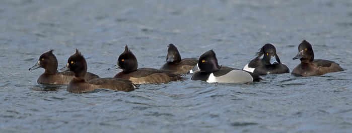 Ring-necked Duck