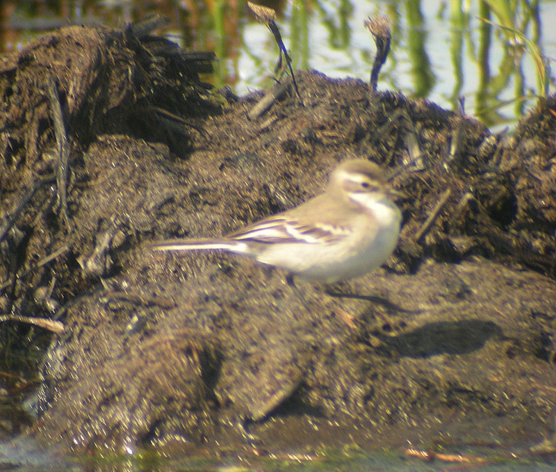 Citrine Wagtail
