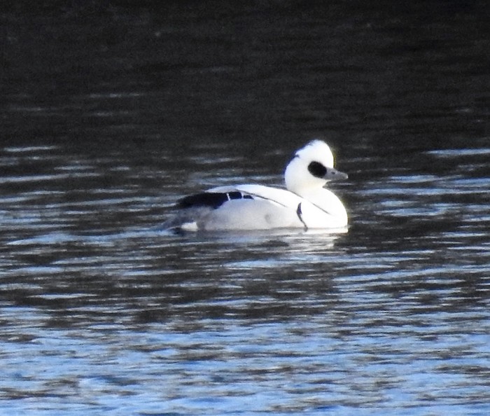Smew