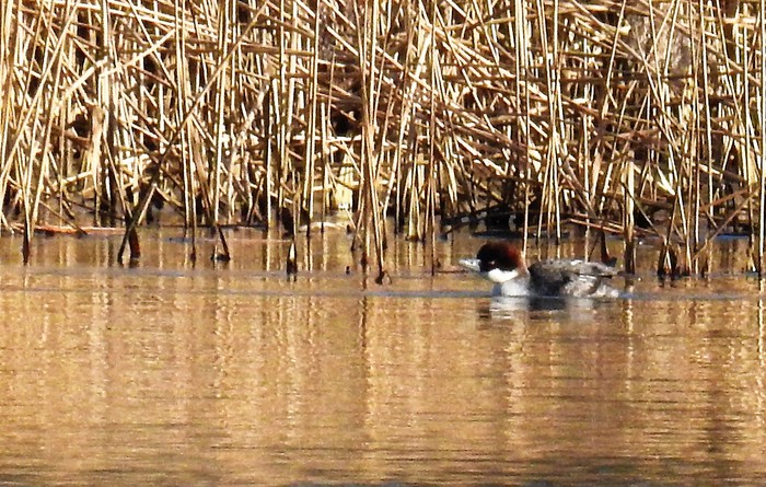Smew