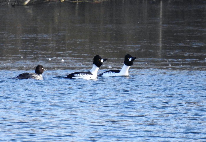 Goldeneye