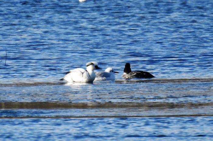 Smew
