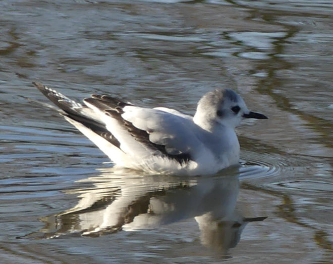 Little Gull