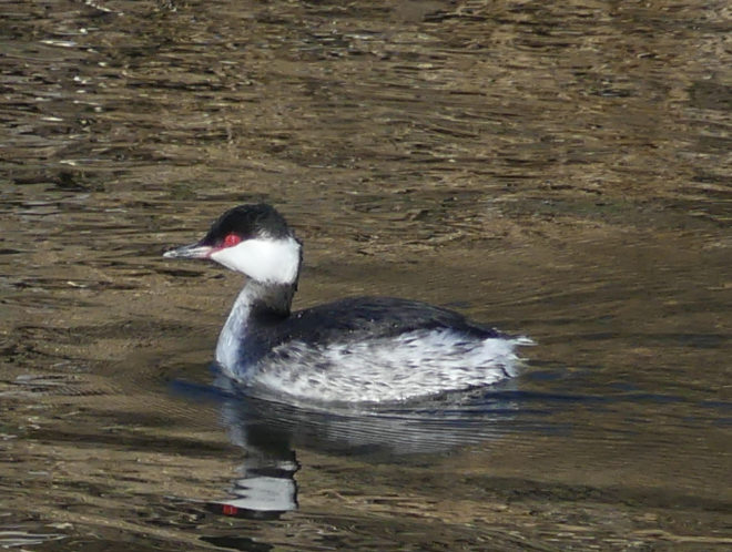 Slavonian Grebe