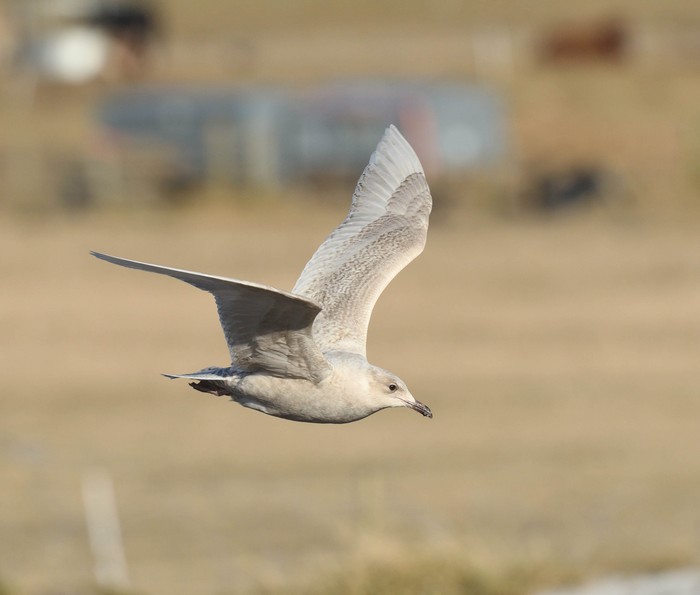 Iceland Gull