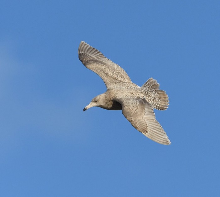 Glaucous Gull