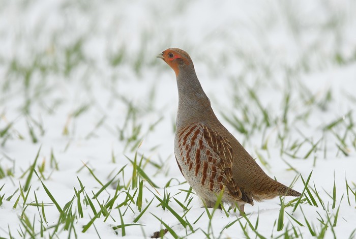 Grey Partridge