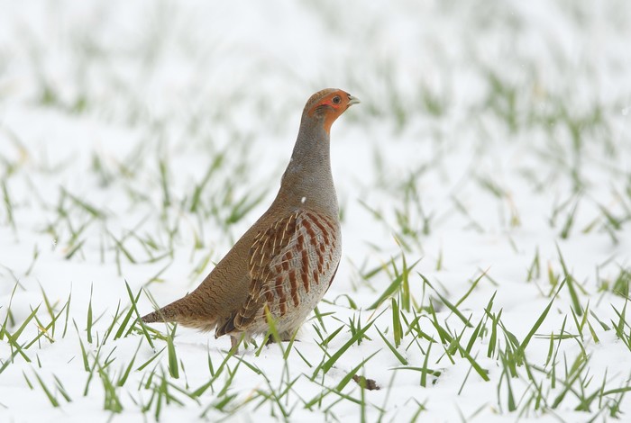 Grey Partridge