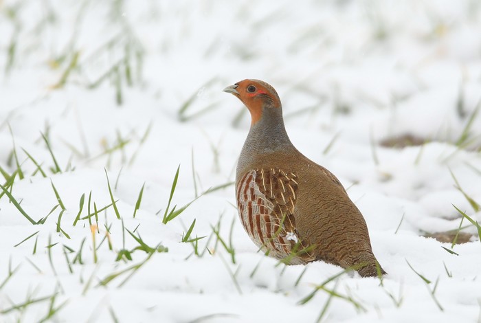 Grey Partridge