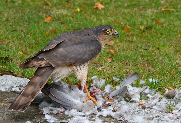 Sparrowhawk