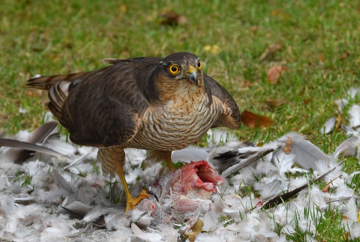Sparrowhawk
