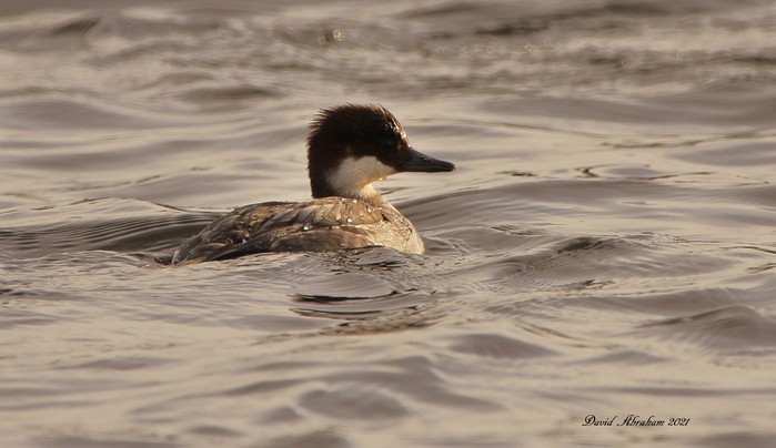 Smew