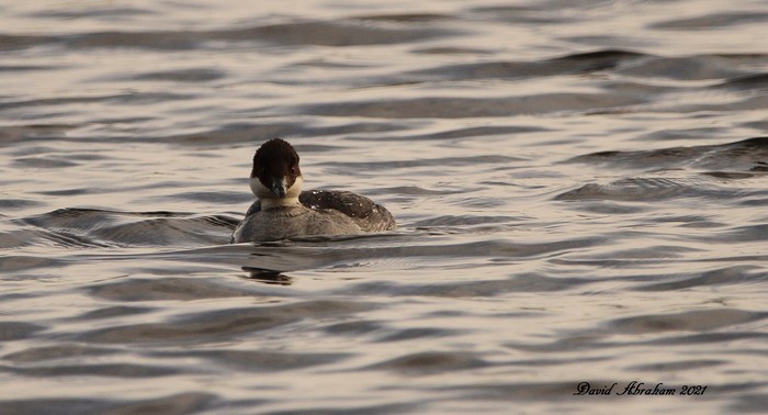 Smew 