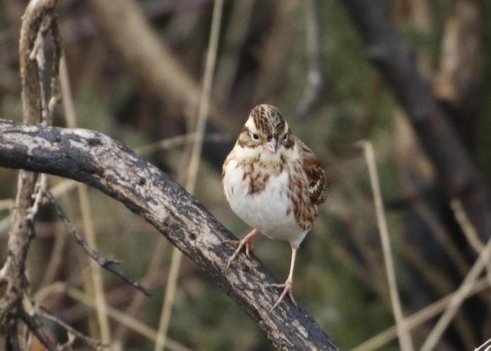Rustic Bunting