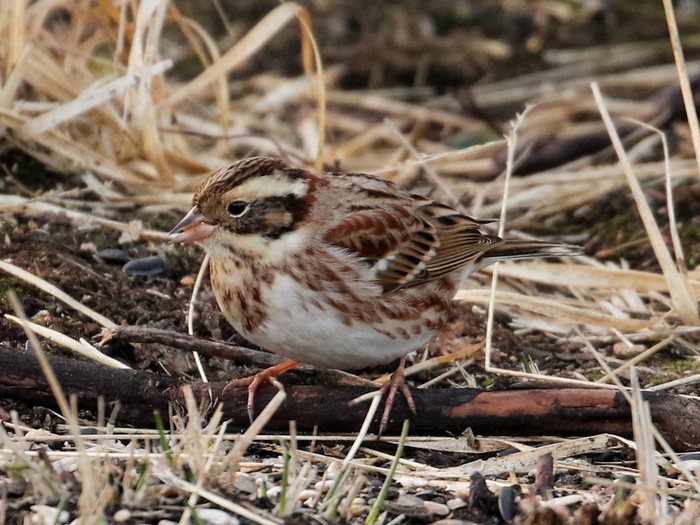 Rustic Bunting