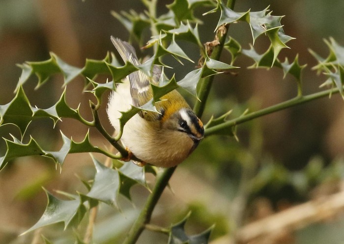 Firecrest
