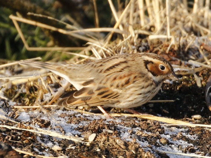 Little Bunting