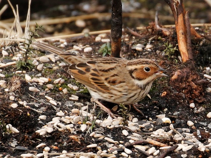 Little Bunting