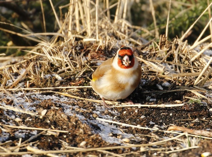 Goldfinch