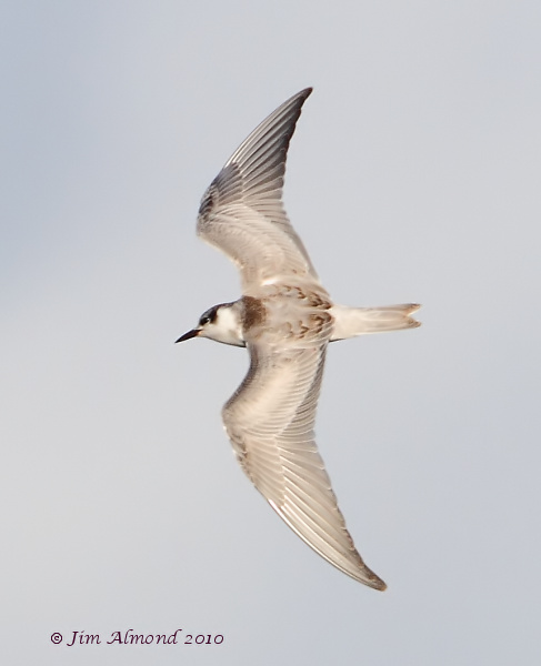 Whiskered Tern