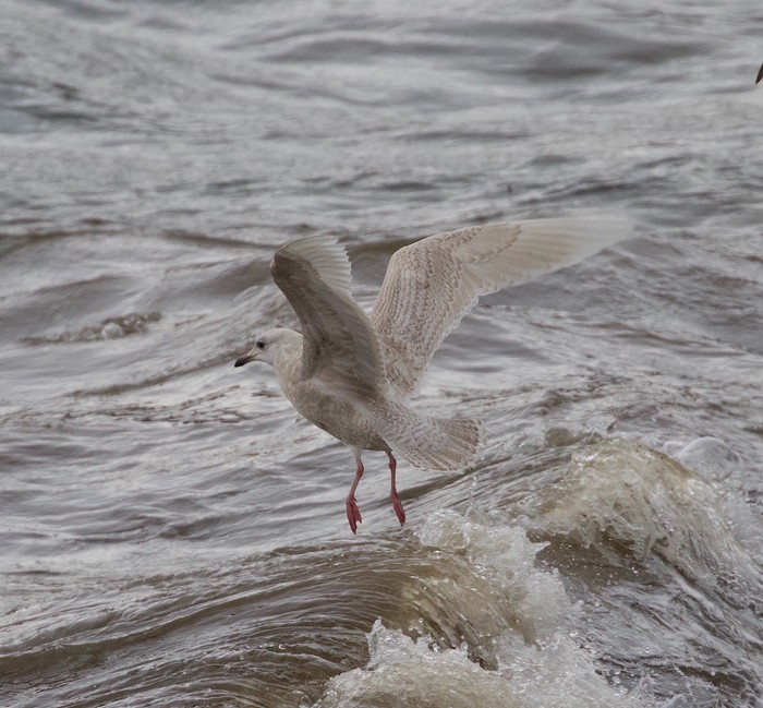 Iceland Gull