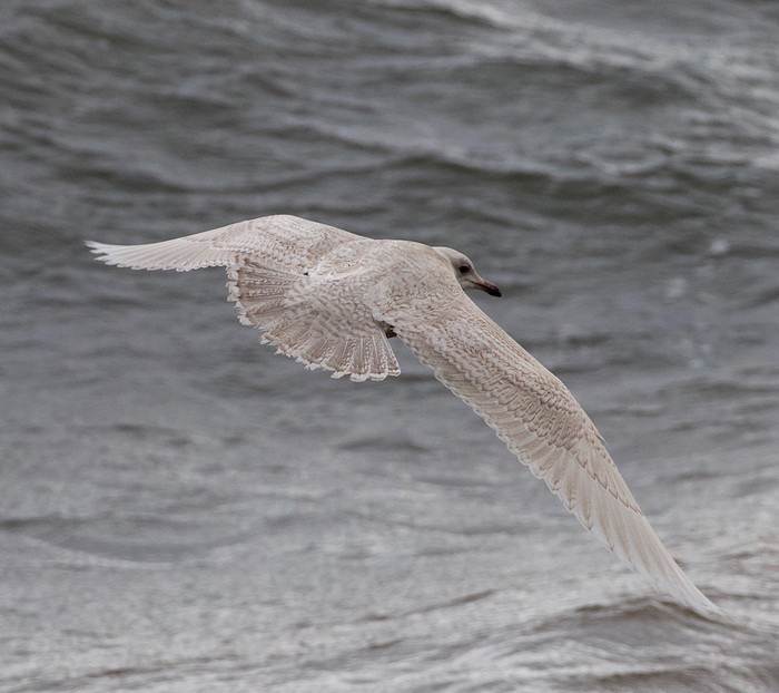 Iceland Gull