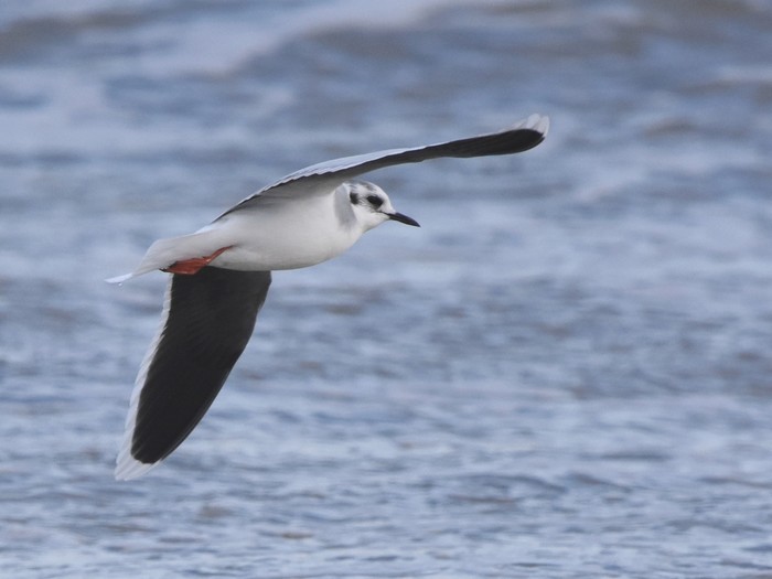 Little Gull
